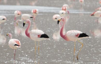 Andian flamingos in Chile