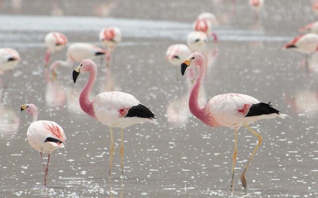 Andian flamingos in Chile