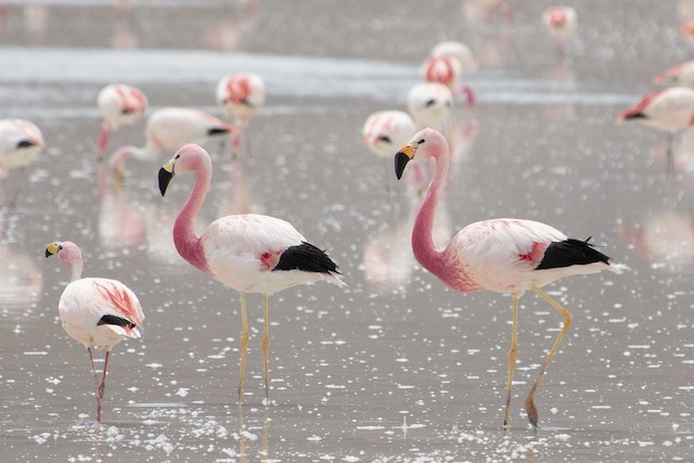 Andian flamingos in Chile