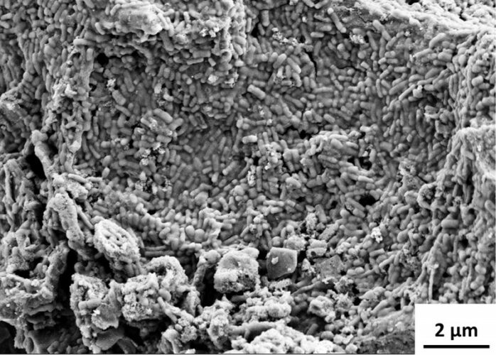 biodegradable battery-porous and rough electrode- probiotic